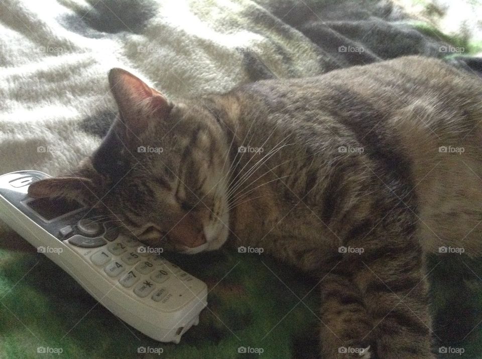 Kitty cat sleeping on phone
