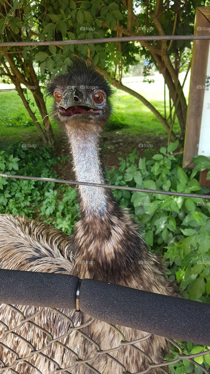 a curious emu pokes their head out to see what's up