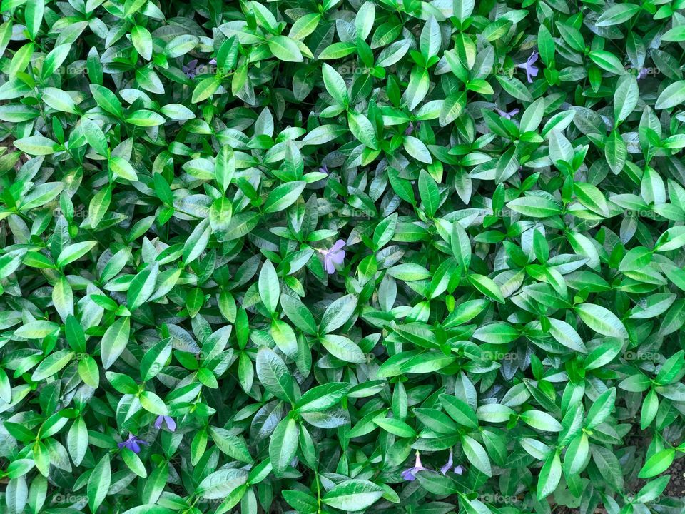 Green leaves and purple flowers 