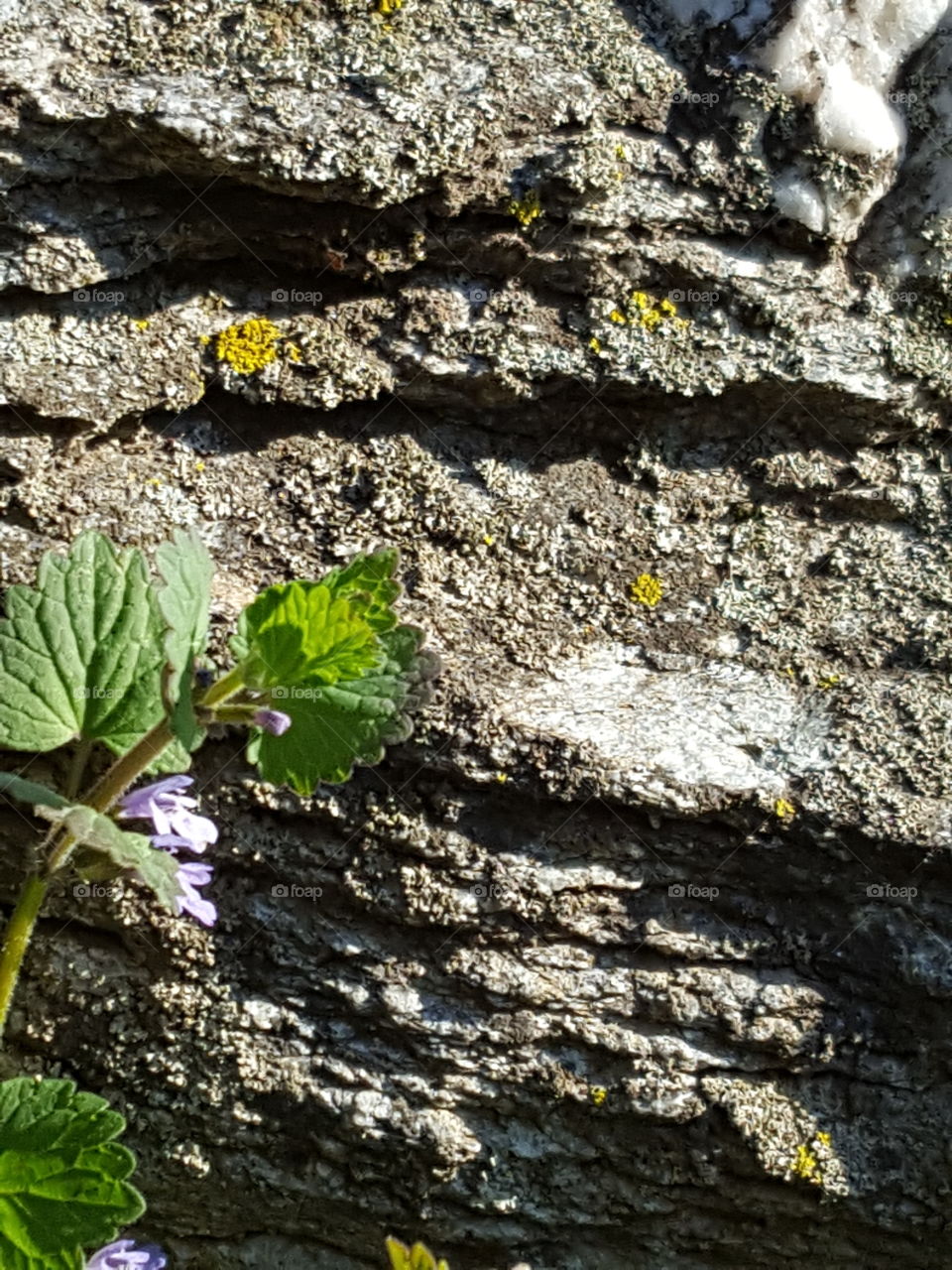 mountain wildflower