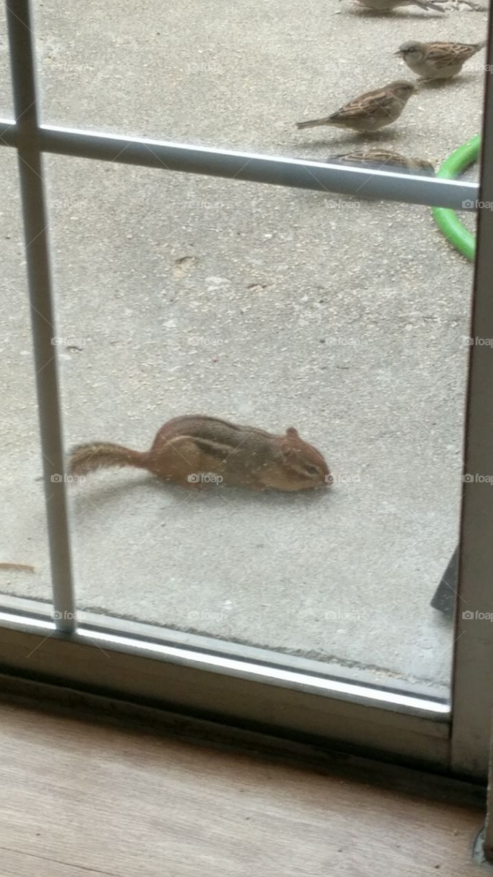 chipmunk