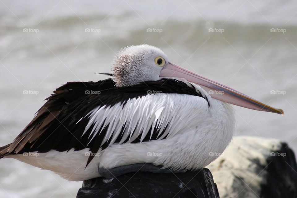 nature white black bird by kshapley