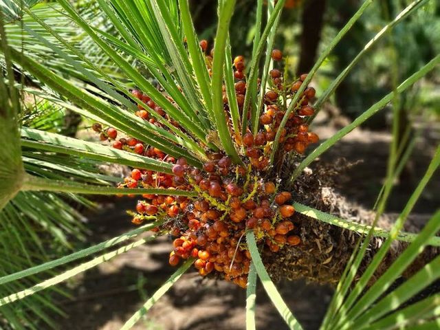 Palm fruit