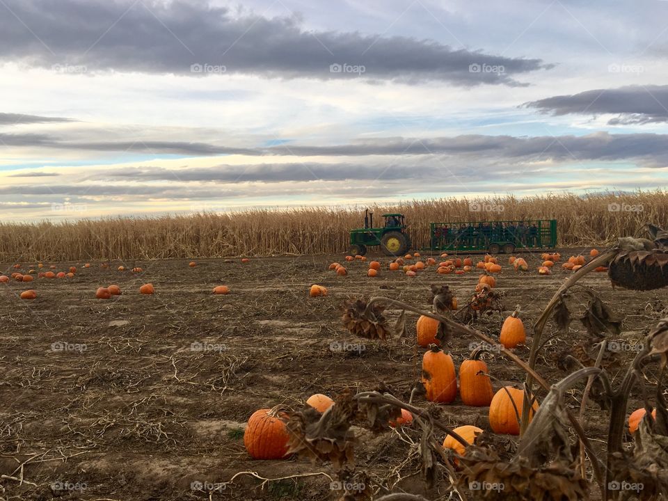 Pumpkin patch 