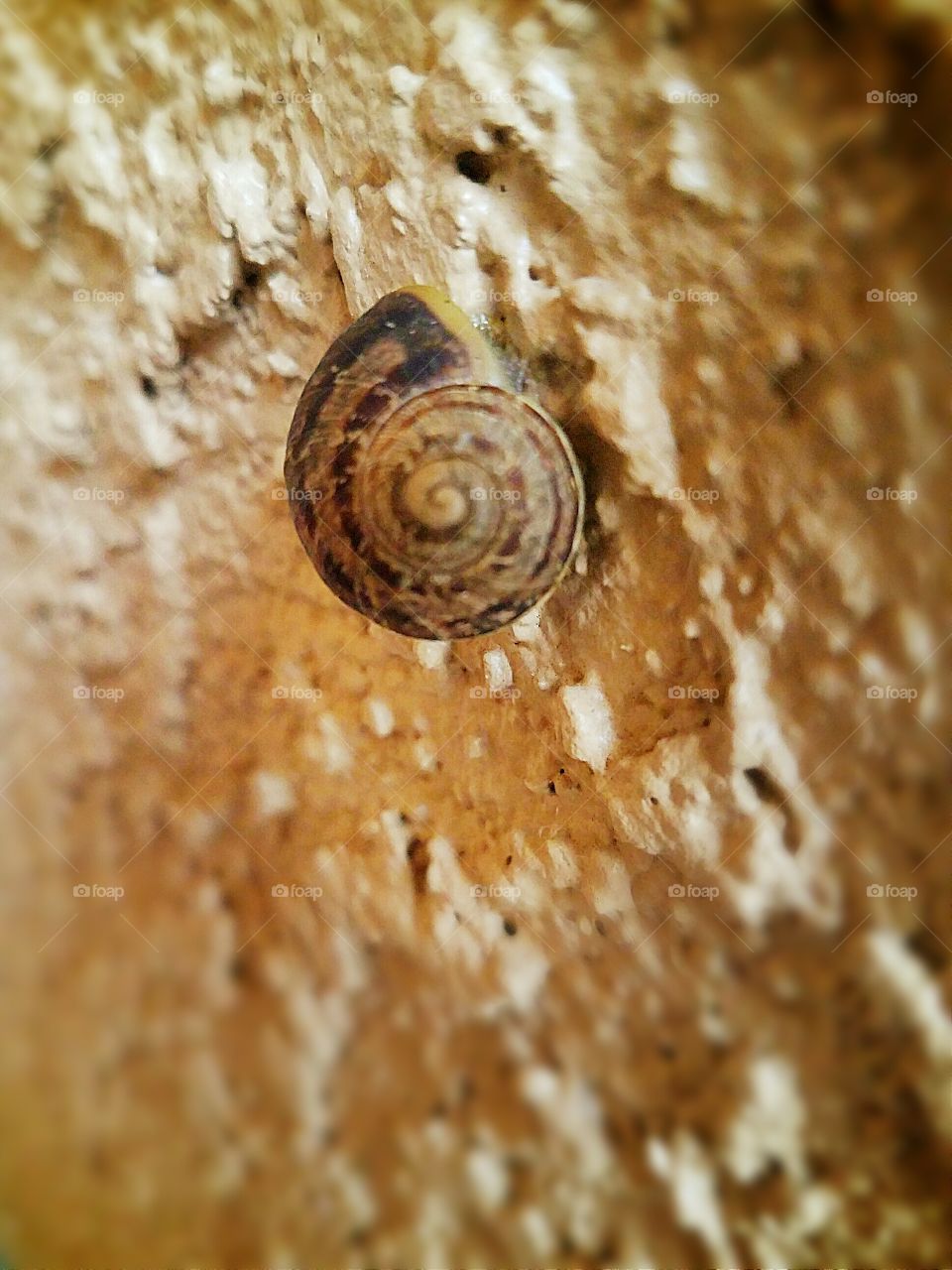 Snail on wall warm