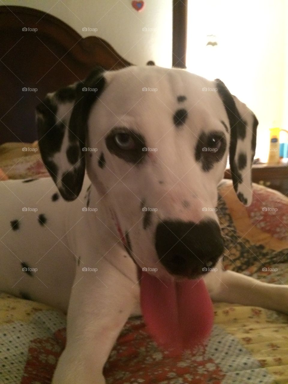My Dalmatian Puppy Domino❤️. This is My 9Month Old Dalmatian Puppy Domino😘 He's chewed up a lot of my things around our HOME😢 But he stole My❤️so?
