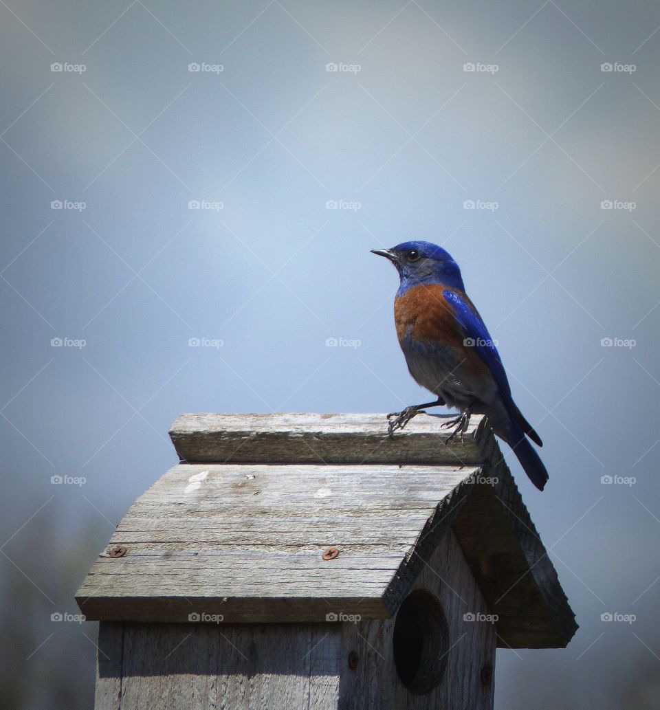 Western bluebird on rooftop