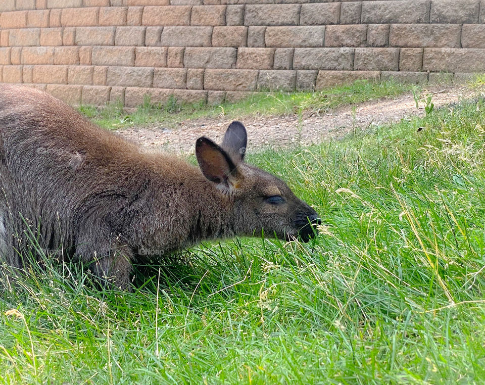 Kangaroo smelling the grass 