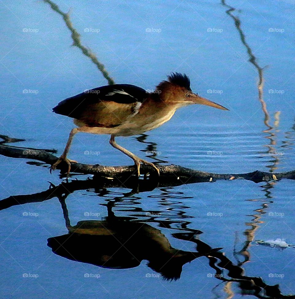 Least Bittern Searching for Breakfast