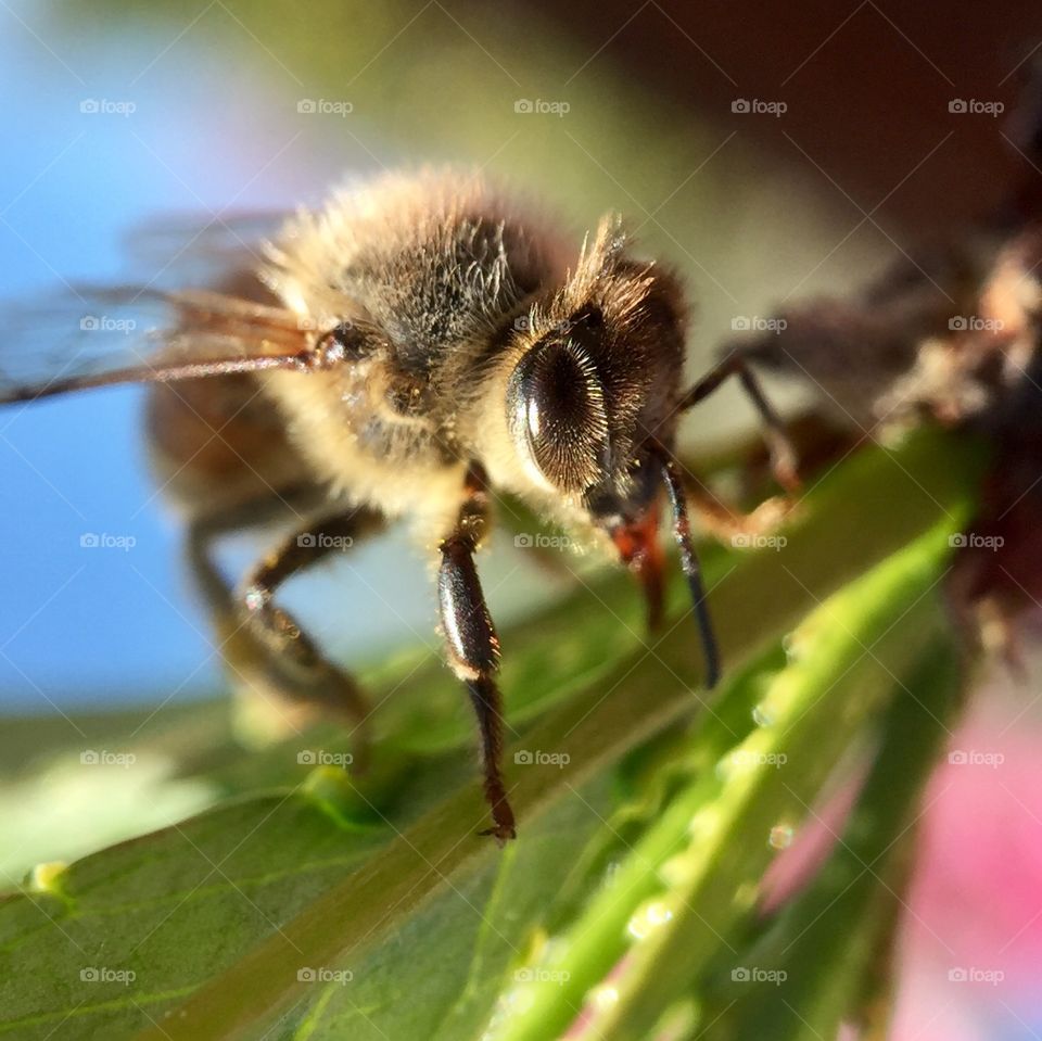 Spring Bee