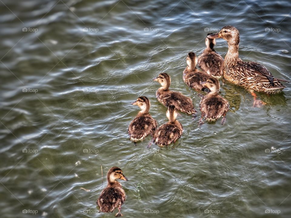 A family outing on the St Lawrence river