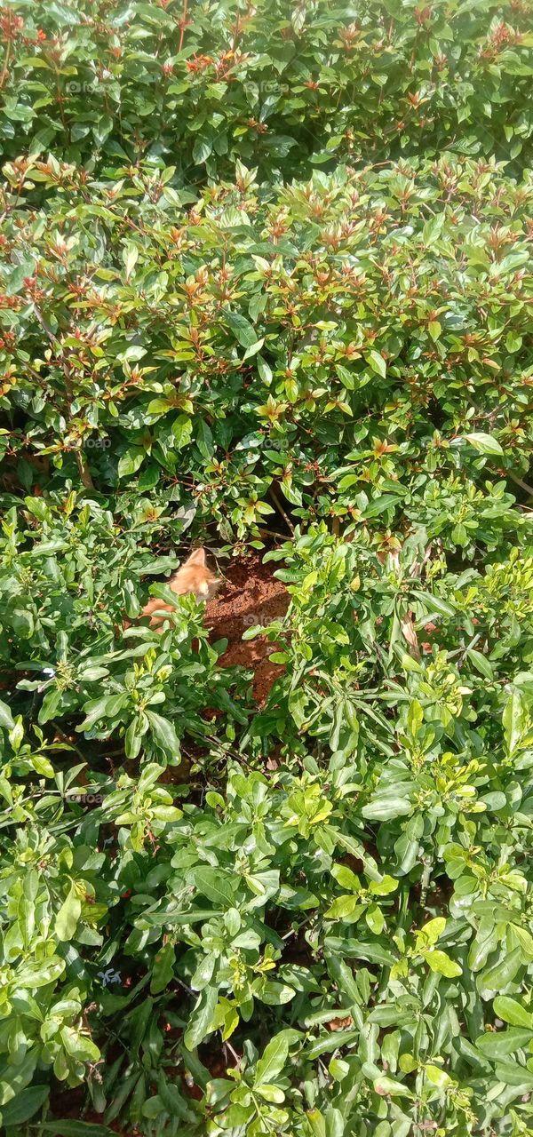 Spot the kitten😸❤️✨