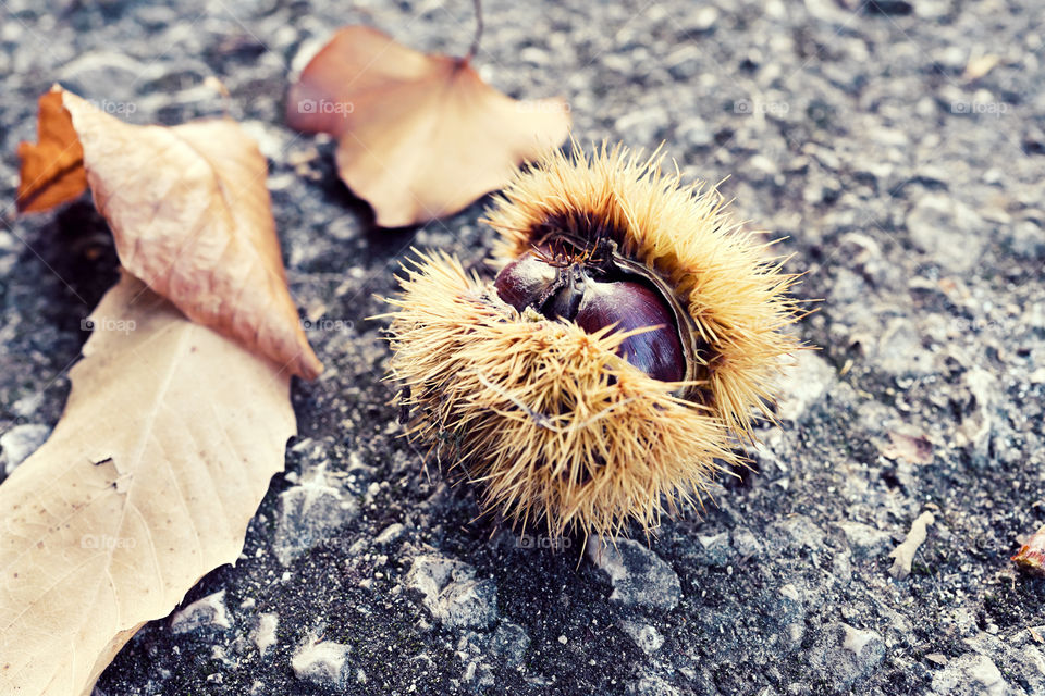 chestnuts falling in the autumn time