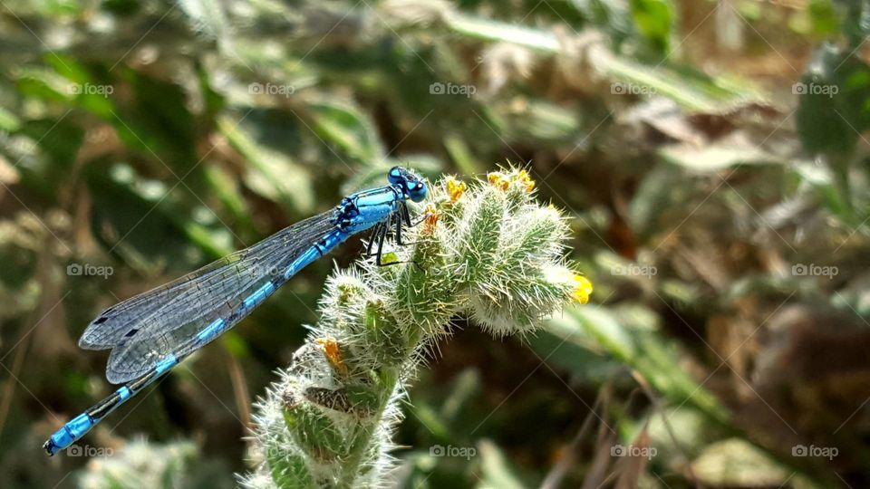 Dragonfly