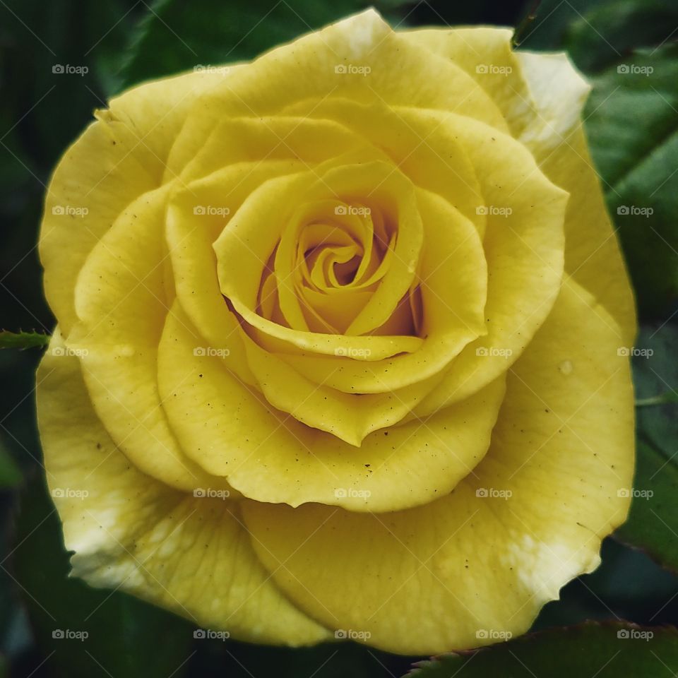 Yellow Rose of Texas.. Lovely, the end.