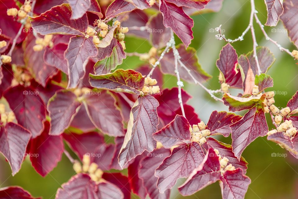 Red leaves 