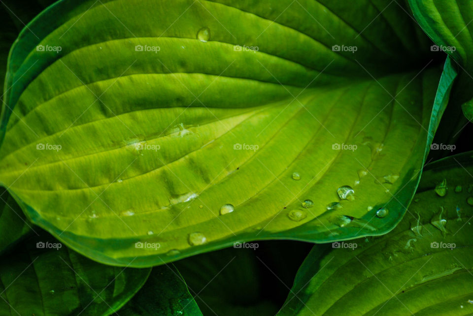 leafs