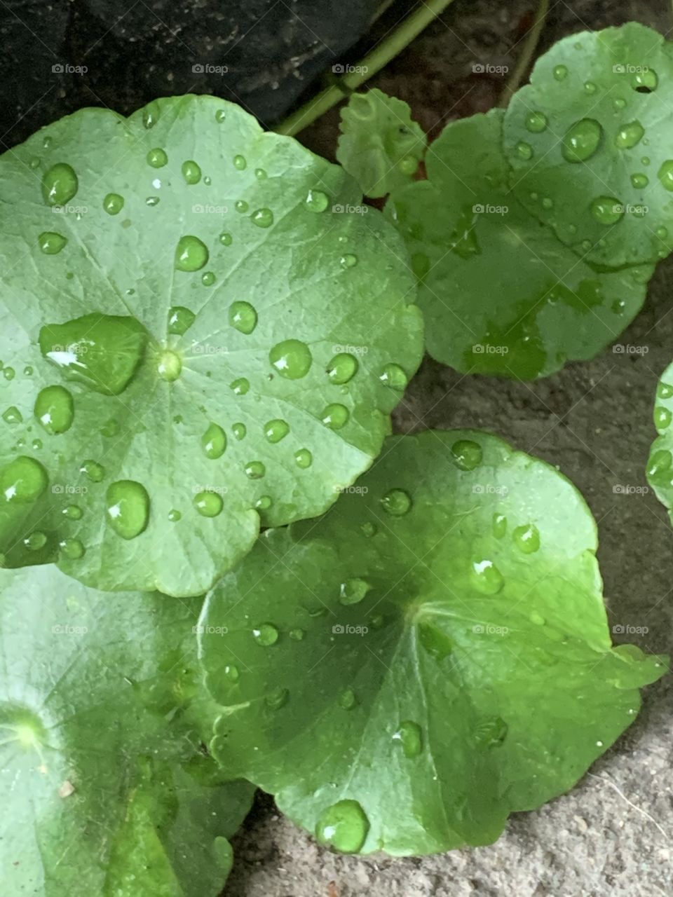 Portrait of a plant.