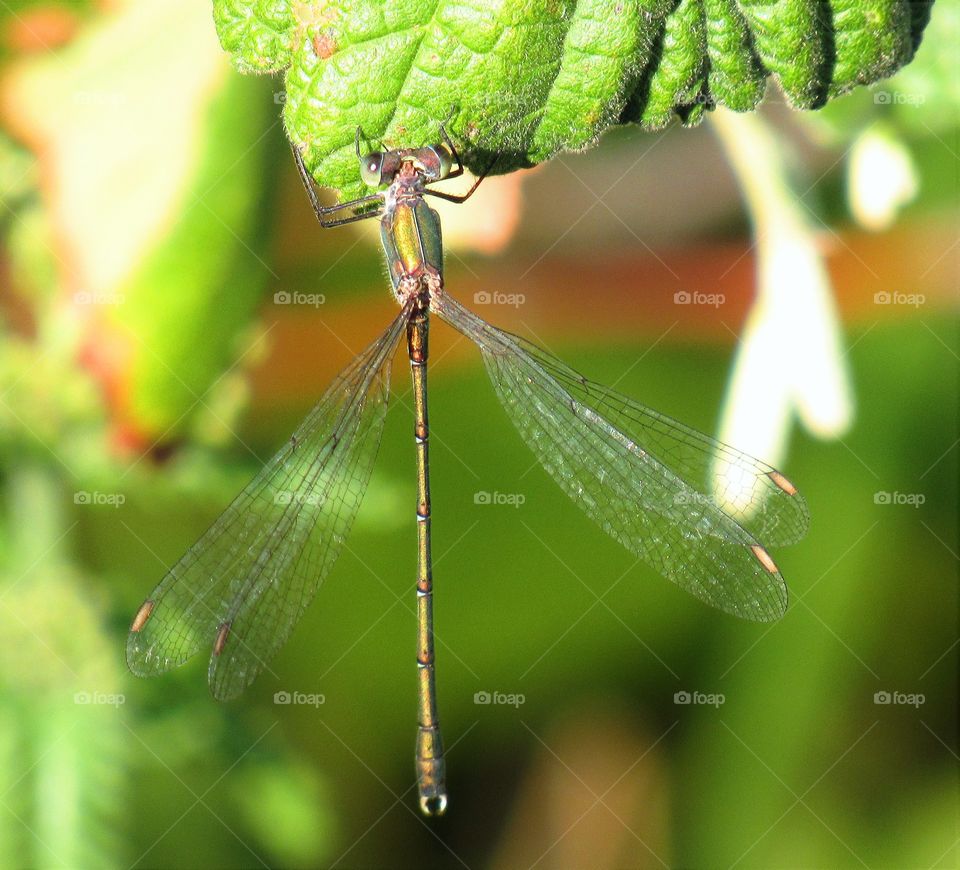 dragonfly