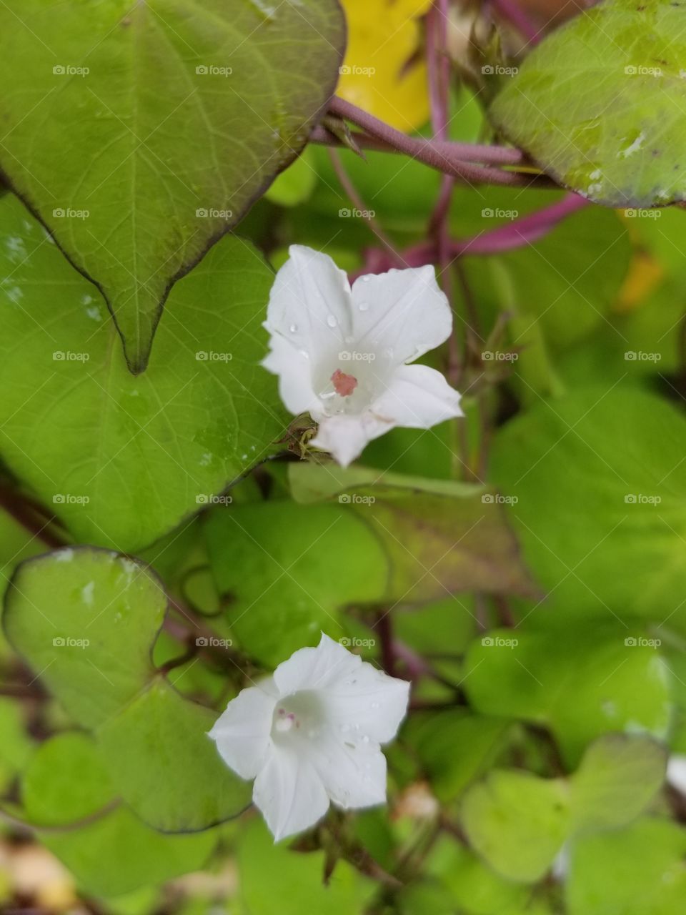 Last blooms before fall.
