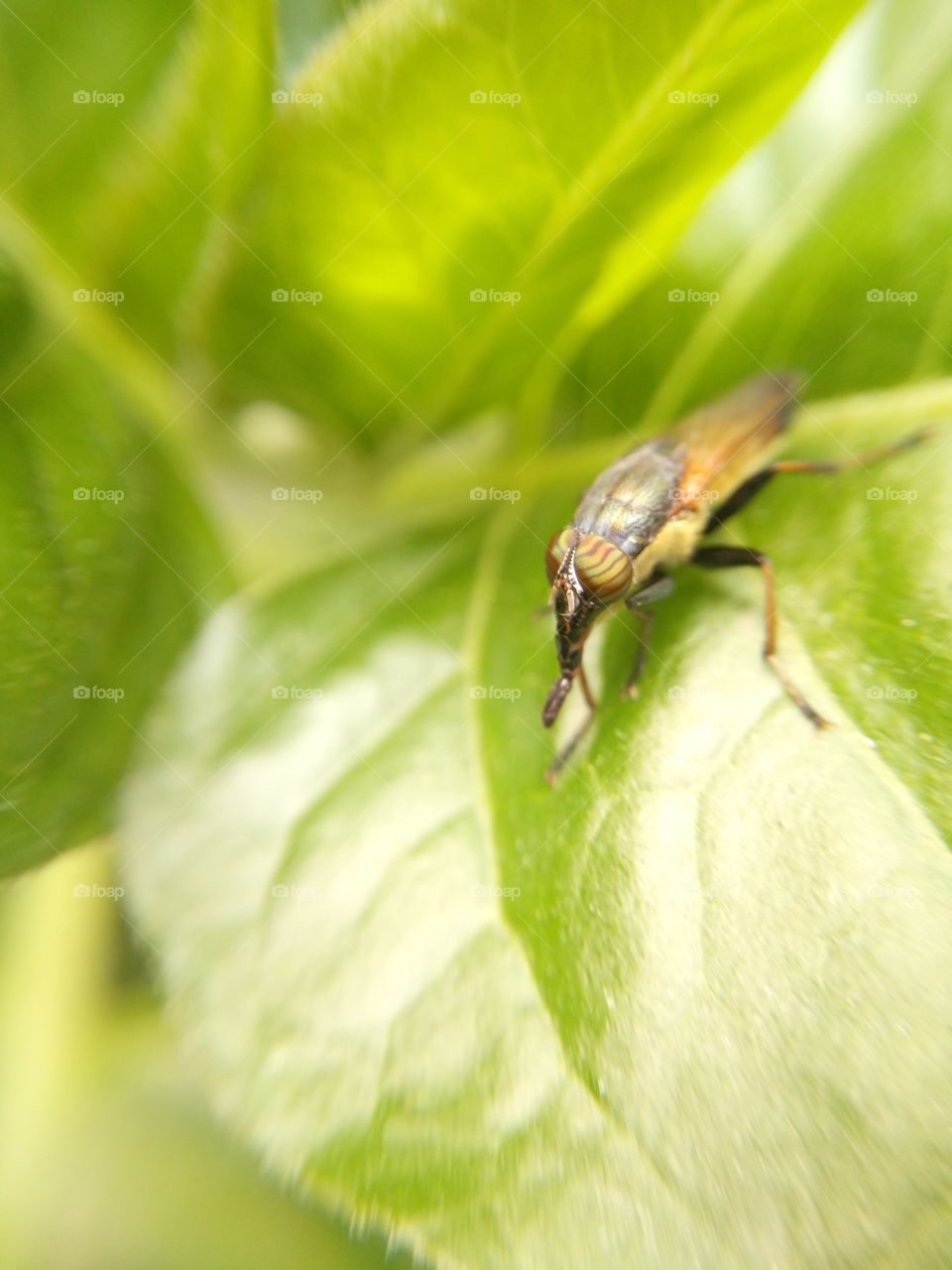 Macro shot of beetle on green leaf