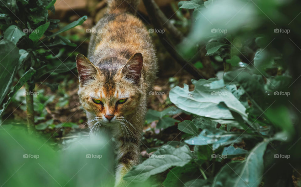 A cat prowling in the backyard