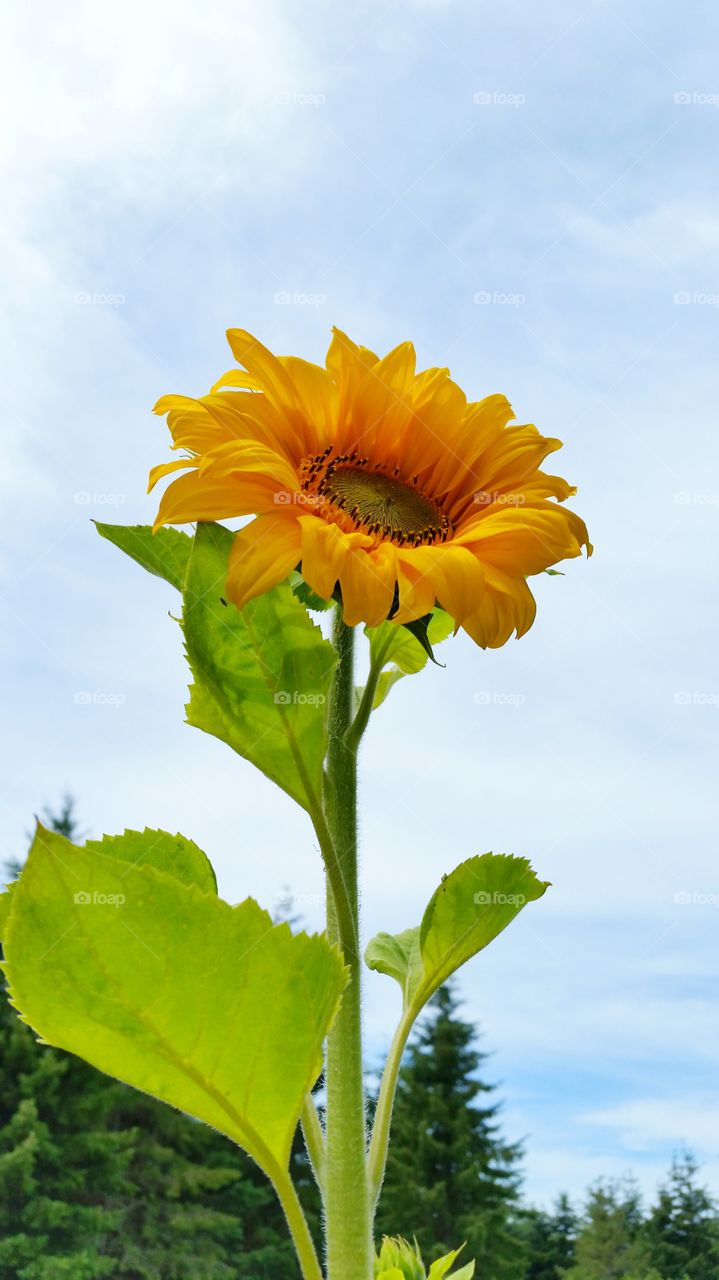 Happy Sunflowers