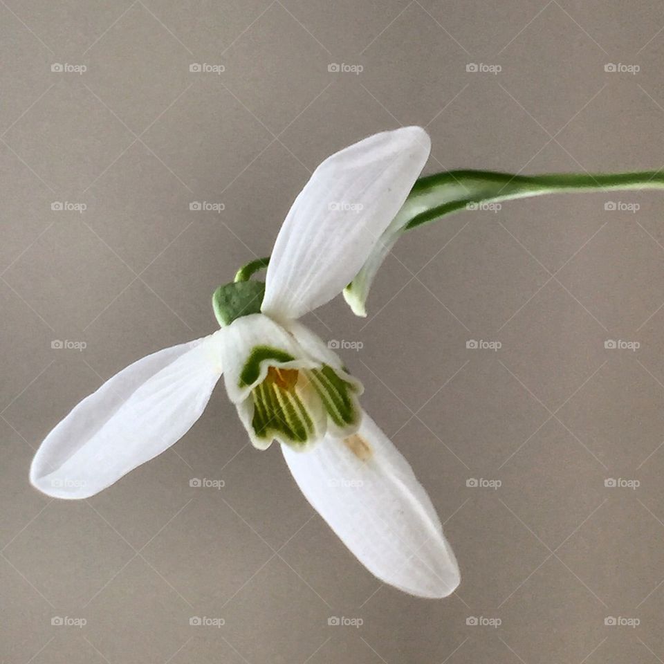 Snowdrop flower