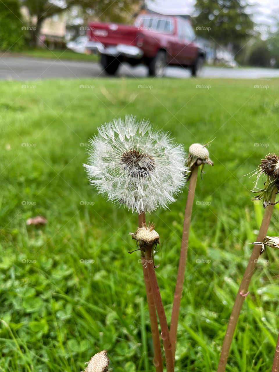 Dandelion 