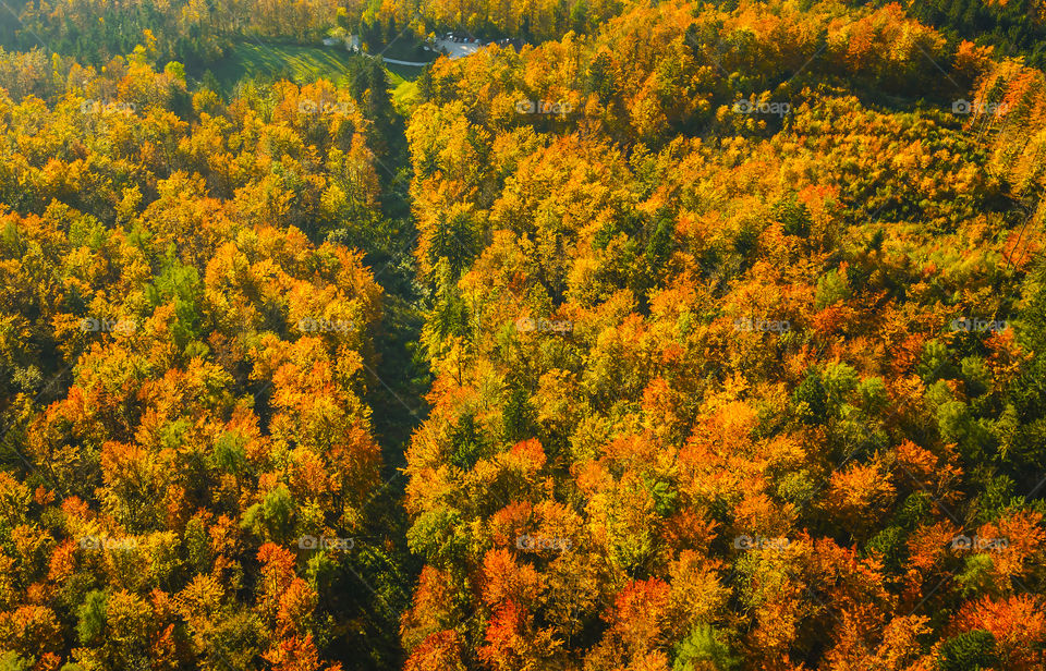 High angle view of autumn trees