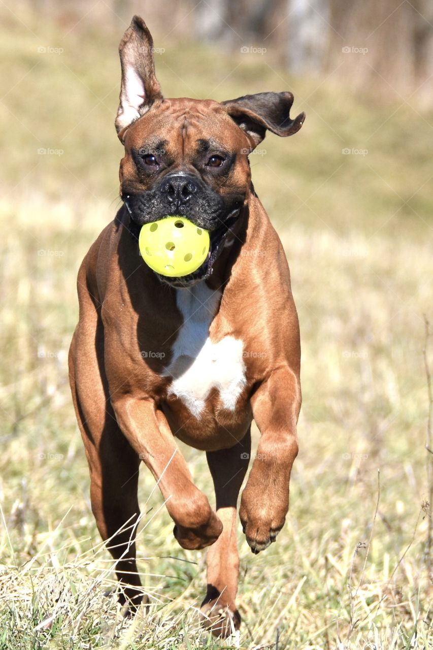 Boxer running with a ball