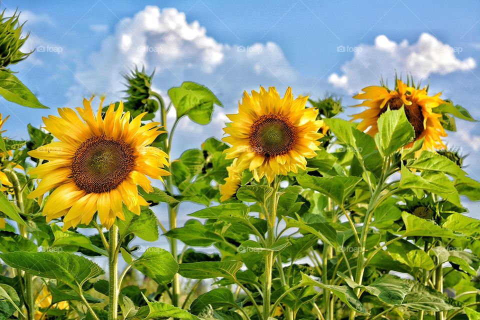Nature, Summer, Flora, Leaf, Sunflower