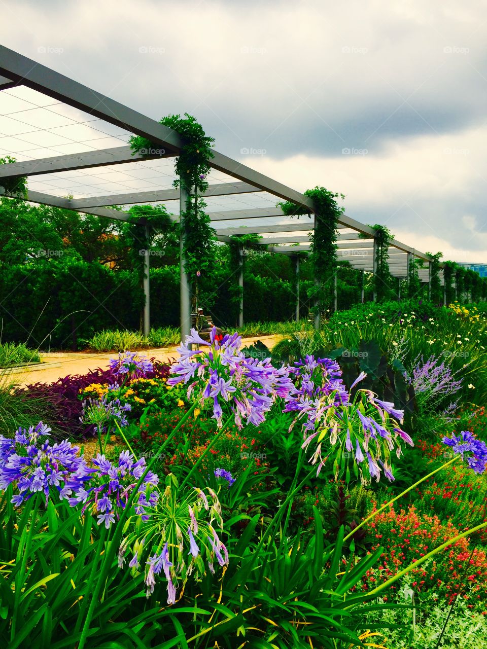 Colorful flowers in garden