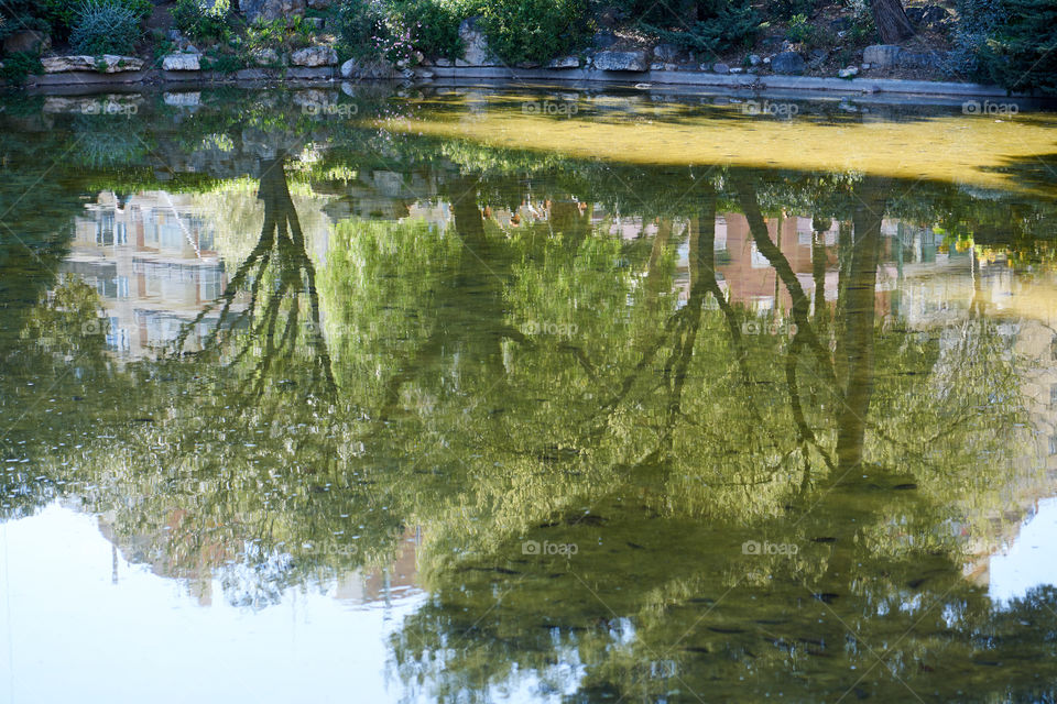 Morning Lights over the Pond