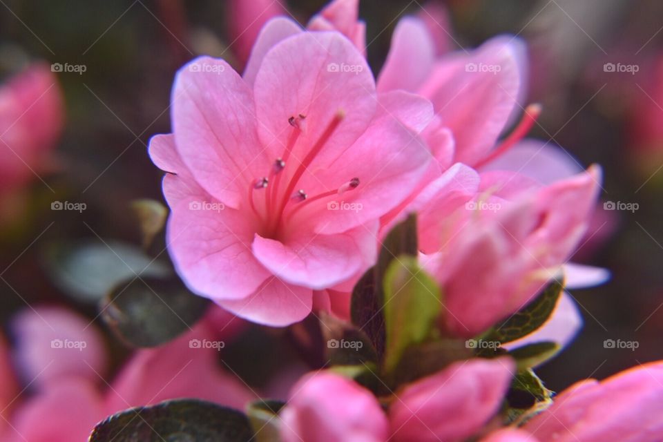 Pink Azalea