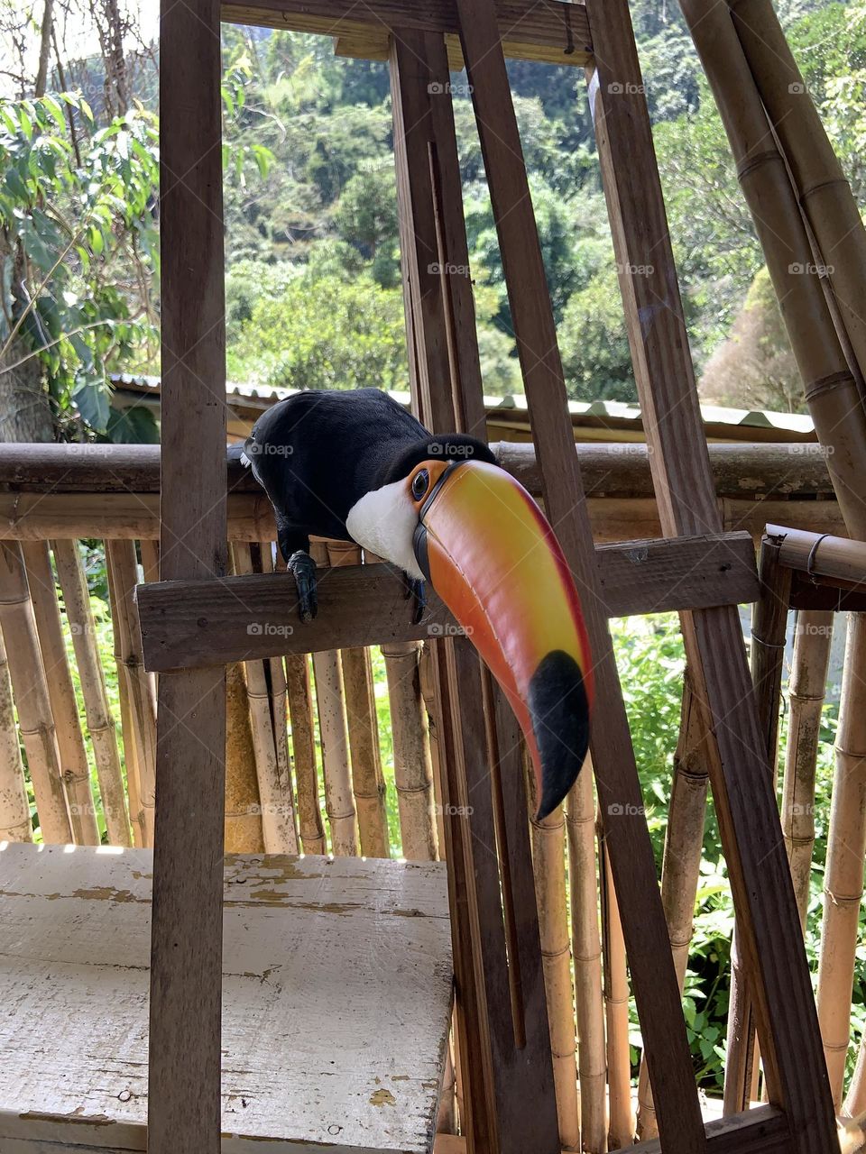 Toucan on frame 