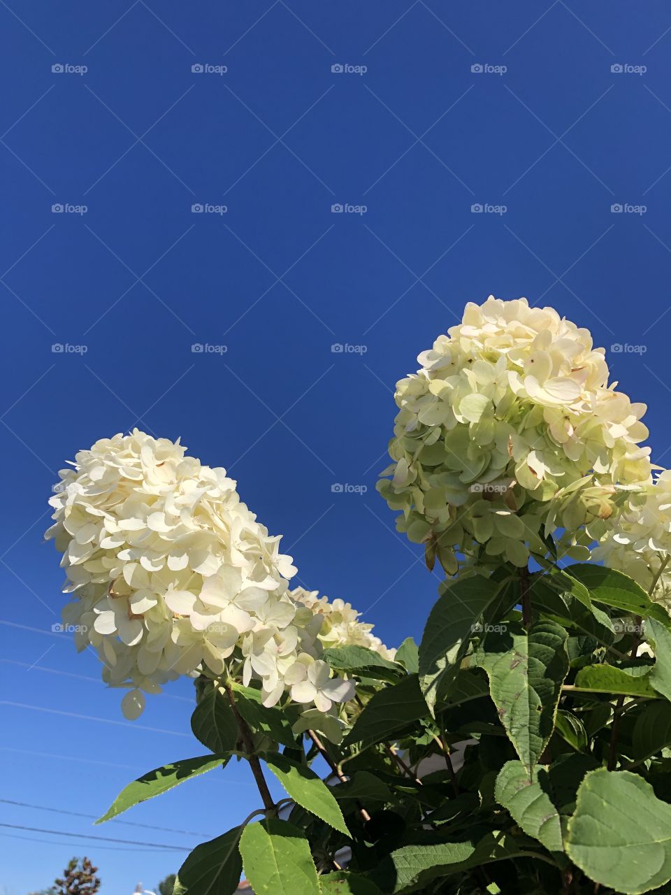 Beautiful white flowers reaching toward the sky.