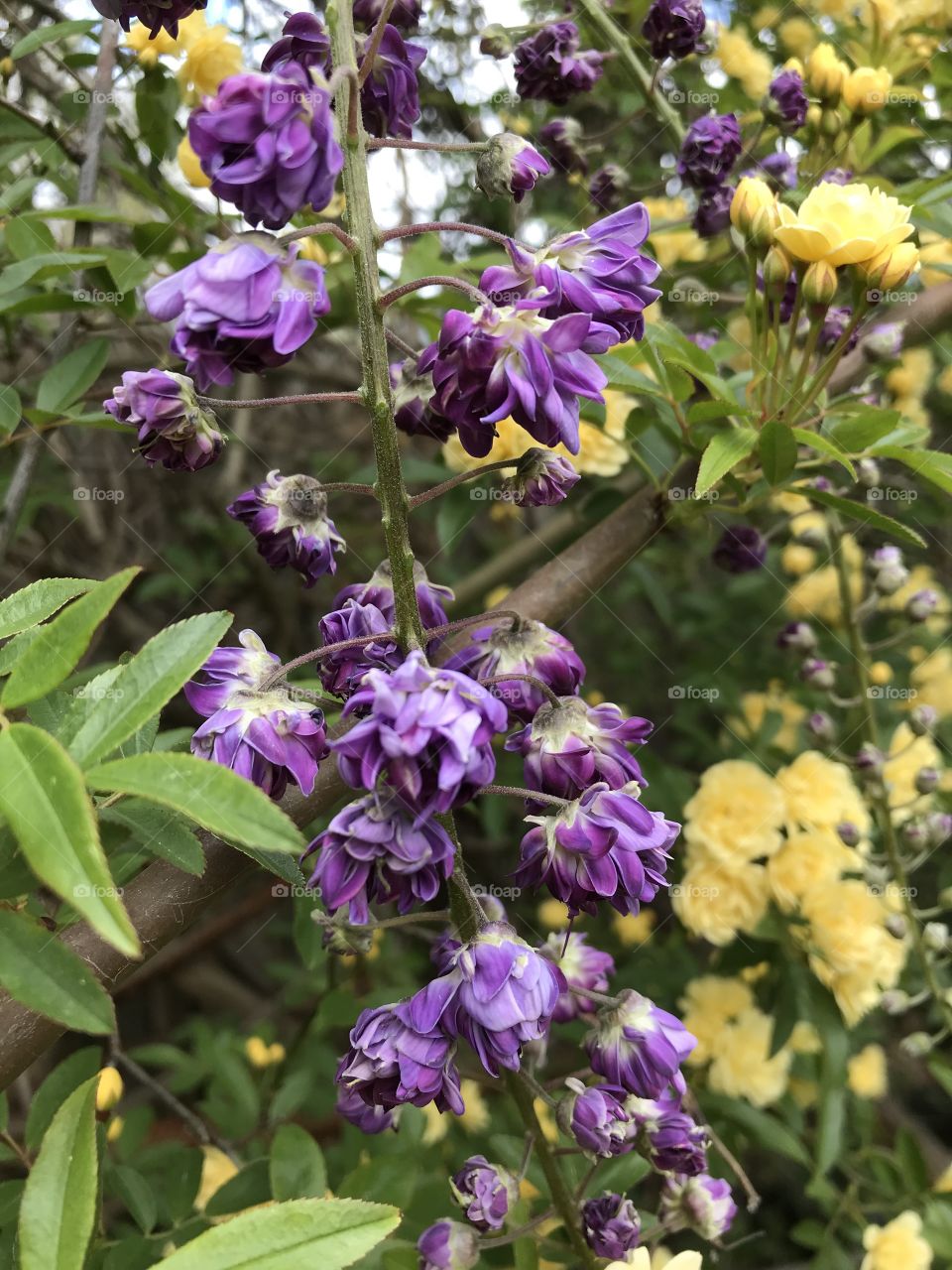 Purple wisteria with yellow Lady Banks rose
