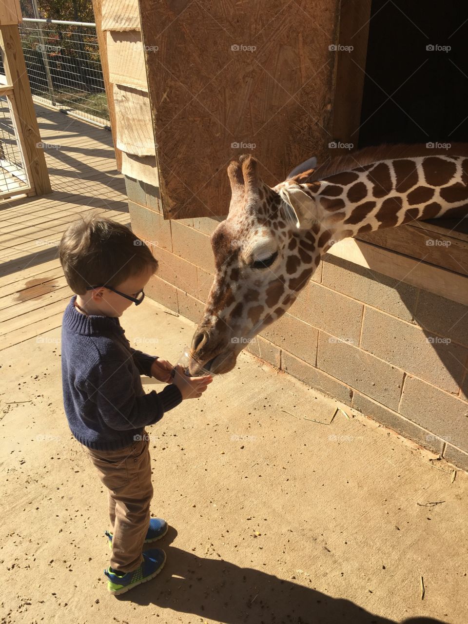 Feeding the giraffes 