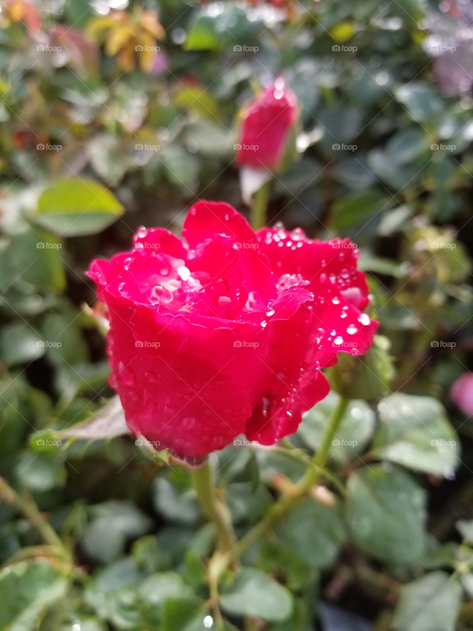 Dew drops and rose