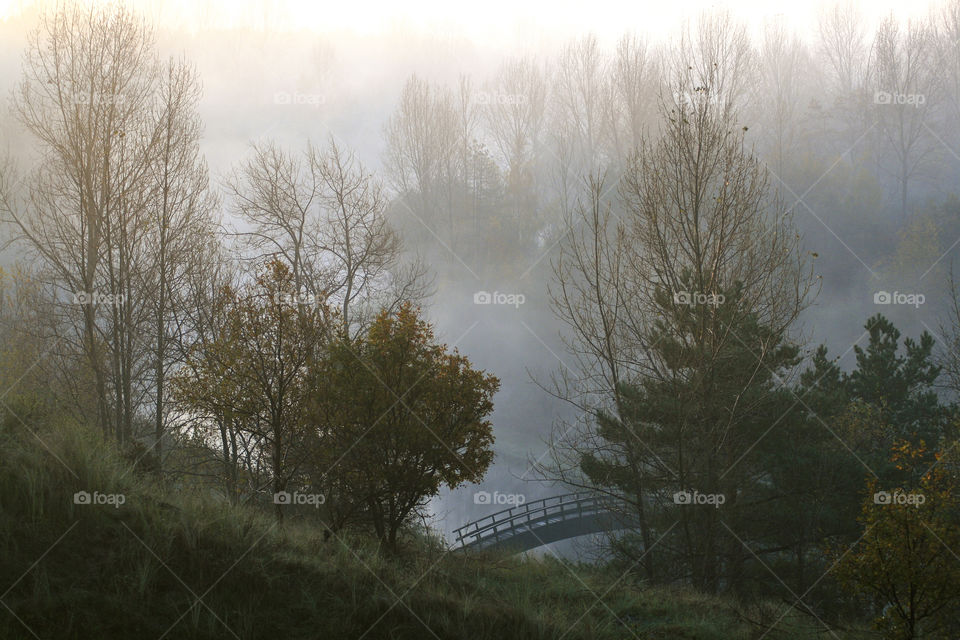 Dune forest in the morning mist