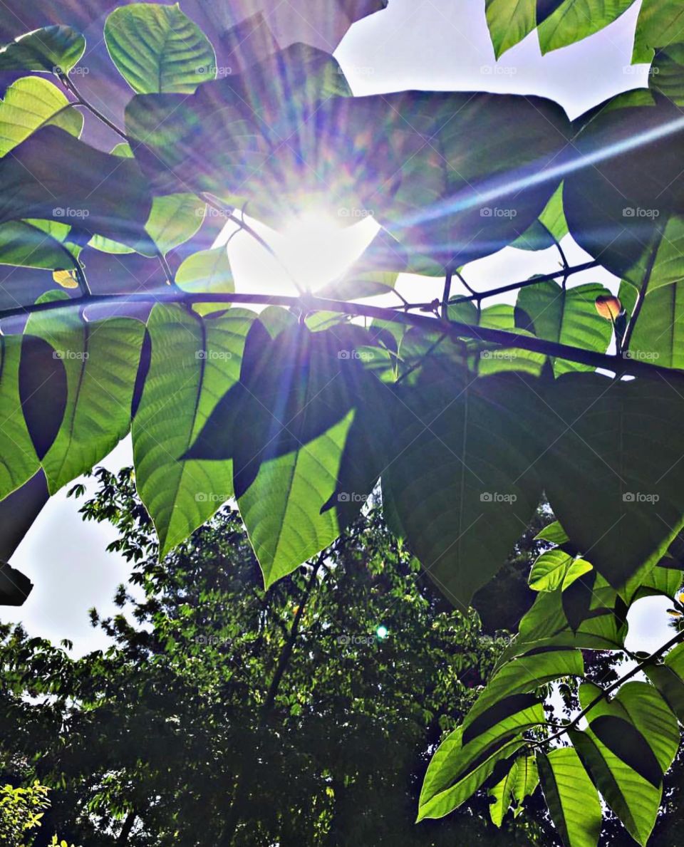 Close-up of tree branch with sunlight