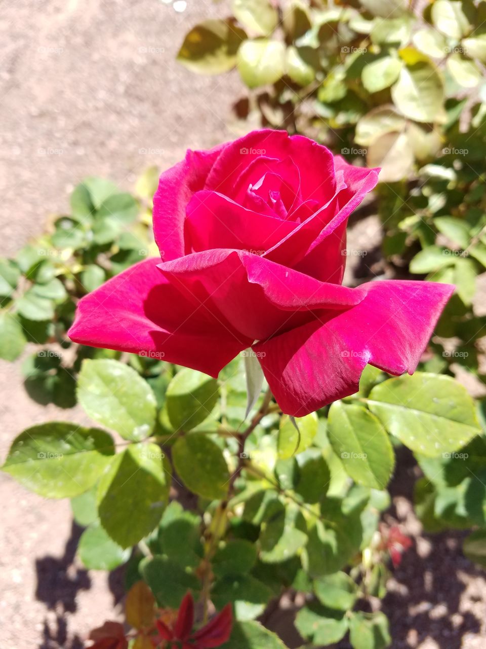 Red rose bush