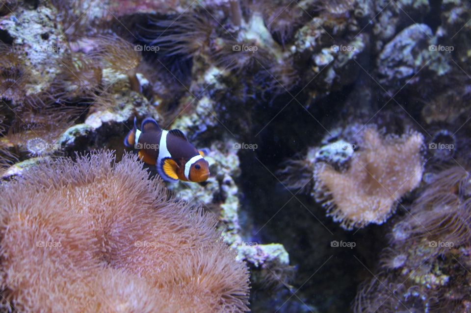 Clownfish 🐠