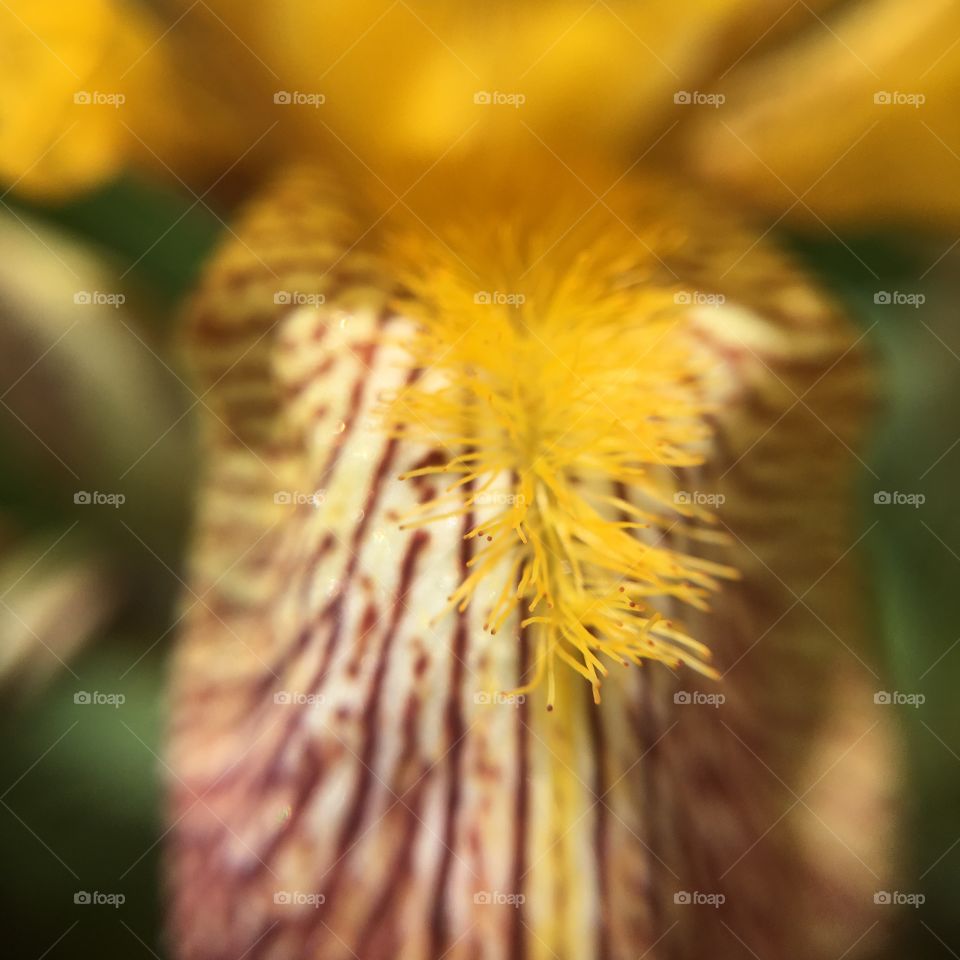 Iris fuzz closeup