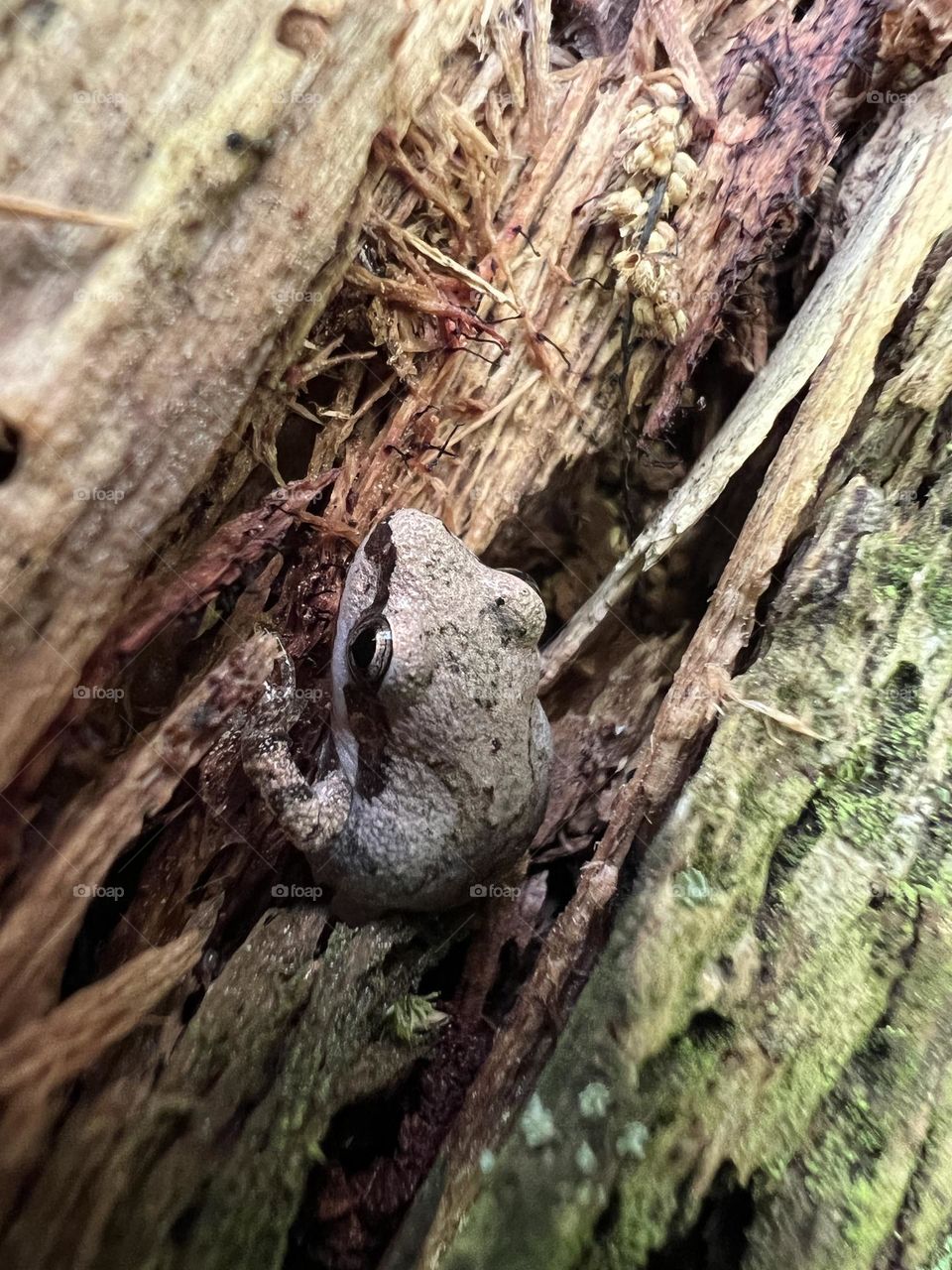 Closeup of tiny chorus frog nestled into an old log in the forest. Small reptile in natural habitat.