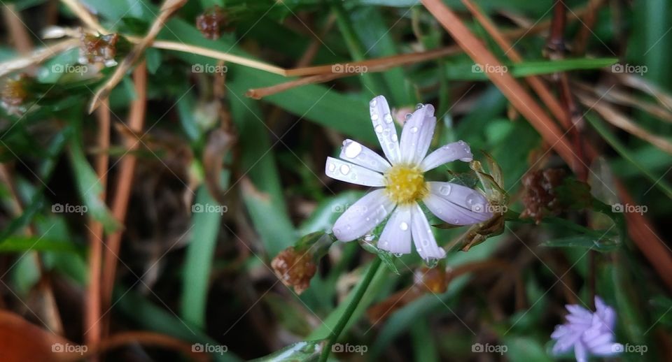 Tiny Flower In The Grass