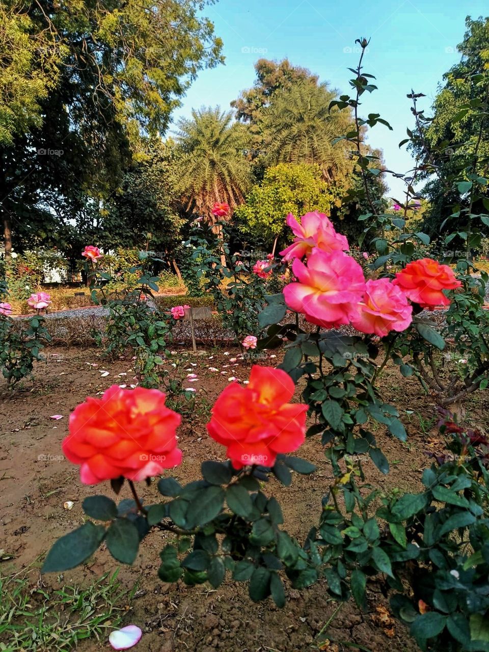 The pink roses in that garden look so vibrant and lovely, surrounded by the lush green trees. It's like a little slice of paradise! ๐น๐ณ