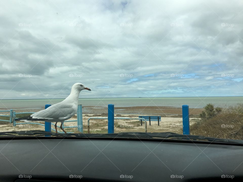 Hitchhiker! Or photo bomber! Seagull on hood of SUV car while parked at ocean on cloudy day view of seagull through windshield windscreen 