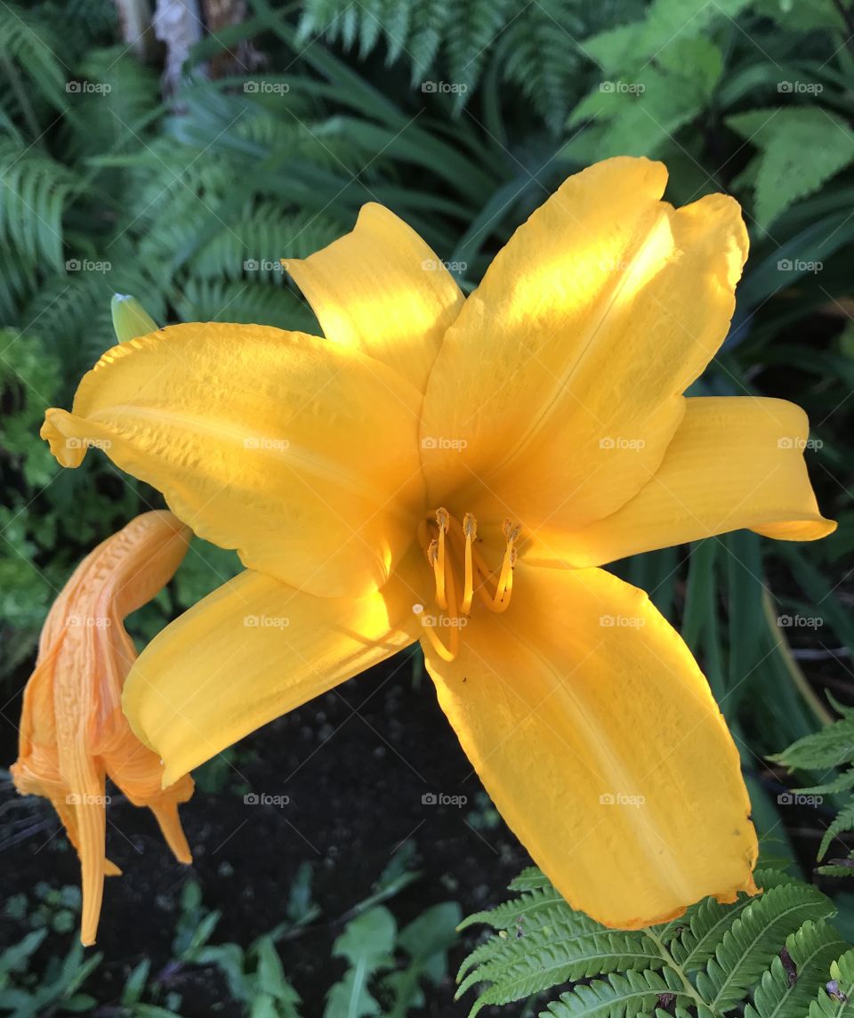 Wild yellow-orange lily. 